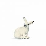 Zvieratko - zajac biely
