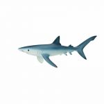 Zvieratko - modrý žralok